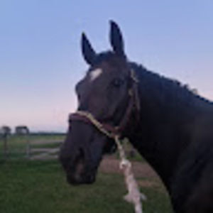 Meet your Posher, Haley